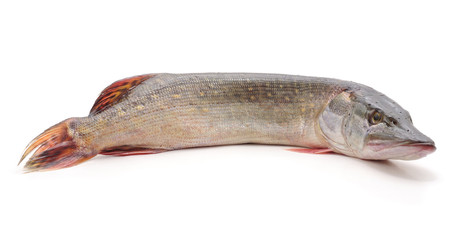 One fresh pike.