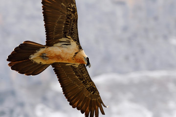 Adult Lammergeier. Gypaetus barbatus