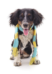 Dog in a scarf.