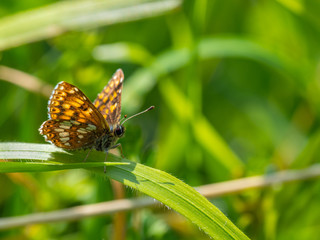 Fototapeta na wymiar The Duke of Burgundy butterfly ( Hamearis lucina ) resting