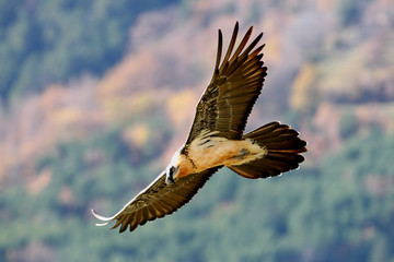 Adult Lammergeier, Gypaetus barbatus