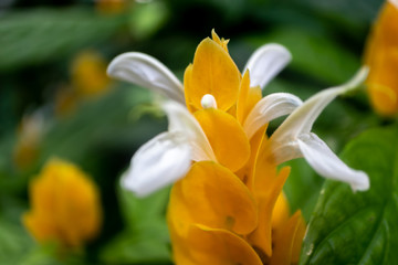 yellow flower in the garden