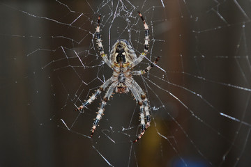 Spider crusader in the Belarusian village