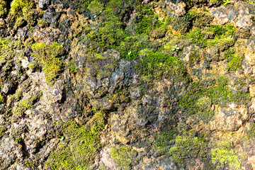 lichen on a rock