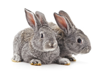 Two gray rabbits.