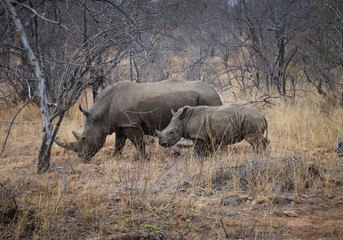 Fototapeta premium nosorożec i cielę w krajobraz sawanny w RPA