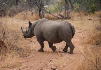 Crédence de cuisine en verre imprimé Rhinocéros Rhino traversant un chemin de terre dans une réserve de chasse sud-africaine