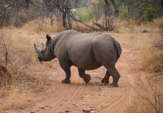 rhino crossing dirt road in South African game preserve