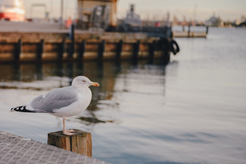 Seagull sitting on the dock