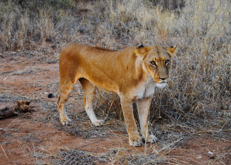 female lion at South African game preserve looking at camera