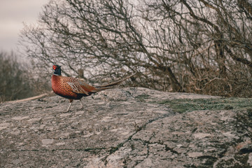 pheasant in the wild