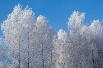 Obraz na płótnie Canvas Winter frosty landscape in the early morning