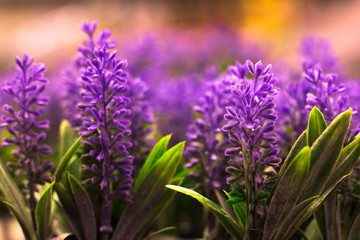 Obraz premium Lavender flowers in a soft focus. Violet lavender with soft light effect.