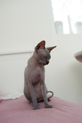 Naked hairless sphinx cat