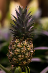 Fototapeta premium Growing green pineapple