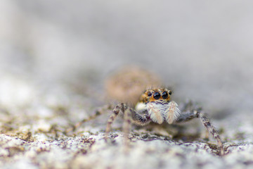 Macrofotografia, ojos de araña