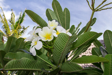 Obraz premium white flowers on blue sky background