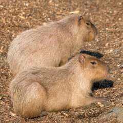 Capybara Wasserschwein (Hydrochoerus hydrochaeris)
