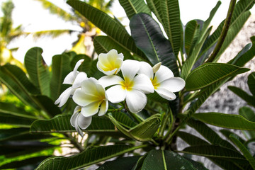 white flowers on tree