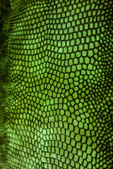 Abstract Coloured Real Snake Skin Snakeskin Animal Print Background