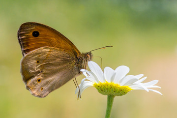 Obraz na płótnie Canvas mariposa volando polinizando al aire