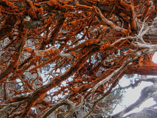 Orange colored Cypress trees in point lobos state park california  