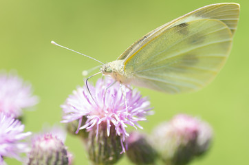 mariposa polinizando flor rosada