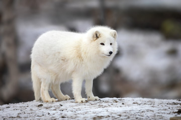 Obraz premium Arctic fox in white winter coat standing on a large rock