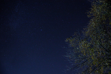 Fototapeta na wymiar Nacht im Wald