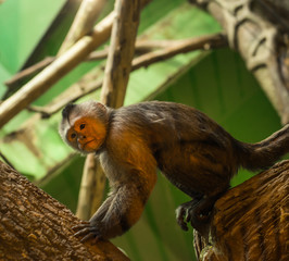 playful monkey
