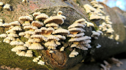 Baumpilze im Wald