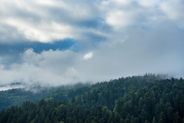 Germany, Misty morning mood in black forest nature landscape afer sunrise