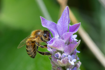 Bee pollinating flowers