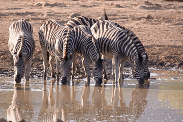 Fototapeta na wymiar Burchell’s Zebra herd drinking at a waterhole while looking around nervously 