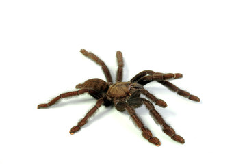 indonesische Vogelspinne (Lampropelma nigerrimum) - tarantula from Indonesia