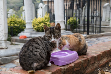 people feed cats near the mosque and tombs from Turkey. 