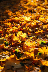 Autumn foliage of maple burning in evening sunlight
