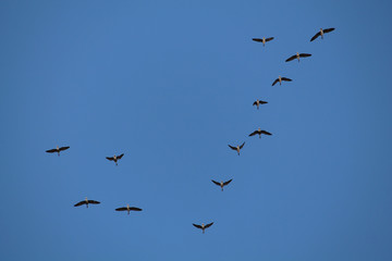 Flock of flying wild Greater white-fronted geese (Anser albifrons) against blue sky
