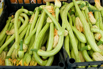 fresh zucchini, Italian variety called 