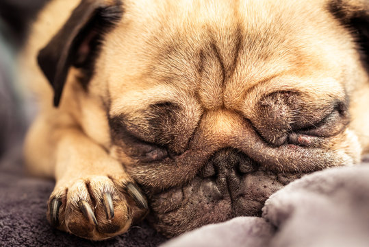 Close up face of Cute pug dog sleeping rest in sofa, couch
