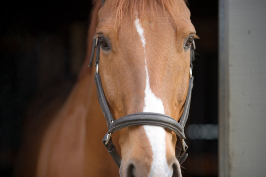 Portrait of a brown and white horse looking out of a stable door while wearing a bridle.