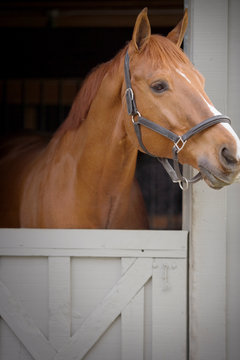 Portrait of a brown and white horse looking out of a stable door while wearing a bridle.