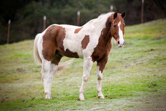 Brown and white horse standing in a fenced paddock.