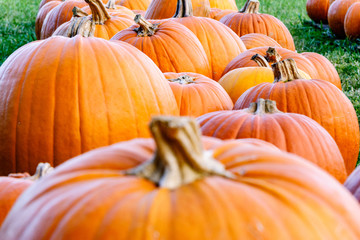 The pumpkin lineup as viewed from their level