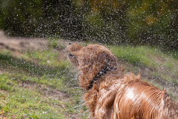 chien sort de l'eau