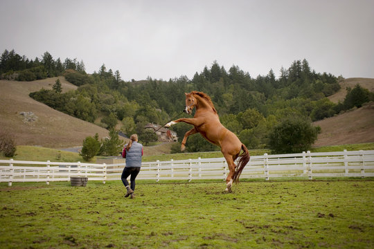 Young woman walking with her jumping brown horse in a paddock.
