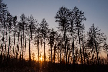 sunset in forest