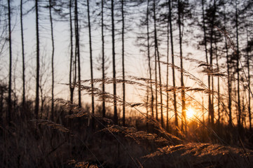 Fototapeta premium sunset in forest
