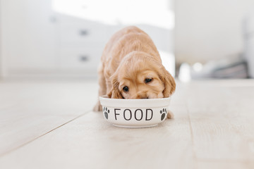 English cocker spaniel puppy eating dog food