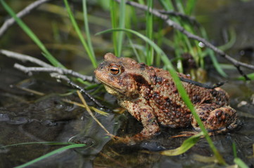 Toad, frog in the water. Amphibian.